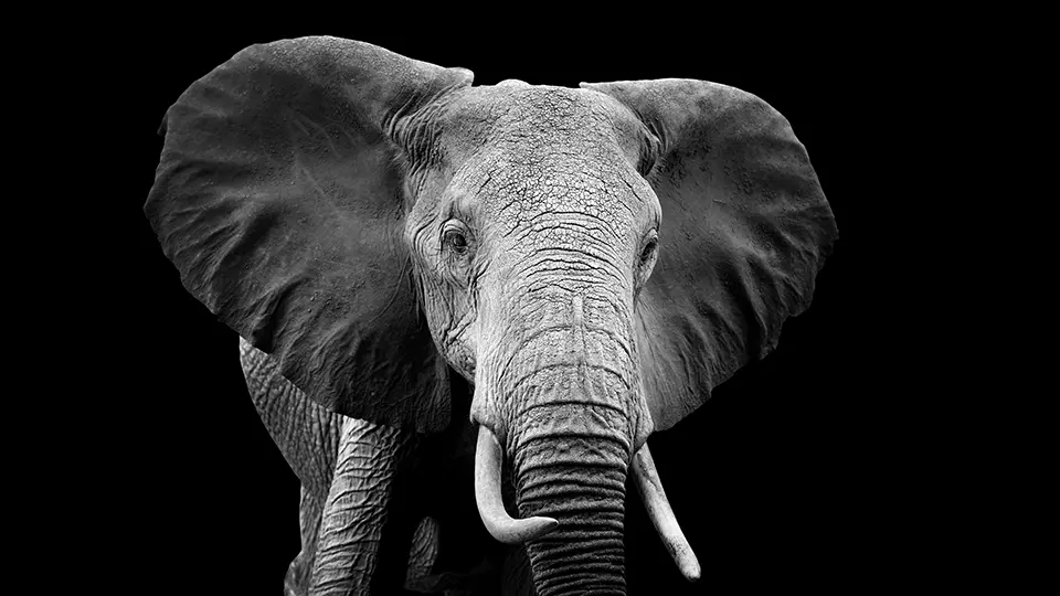 Black and white portrait of an African elephant with large ears and tusks against dark background